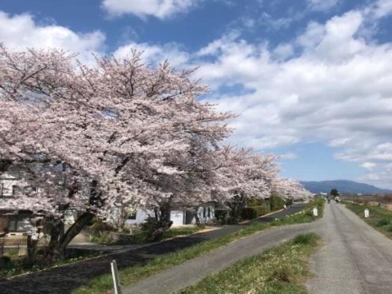置賜さくら回廊　名所総めぐり　～タクシー貸切プラン～春の里山をゆったり巡りませんか？