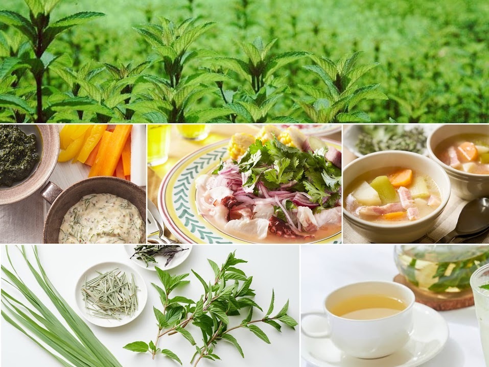 2月24日(火)　大人のためのハーブ入門レッスン