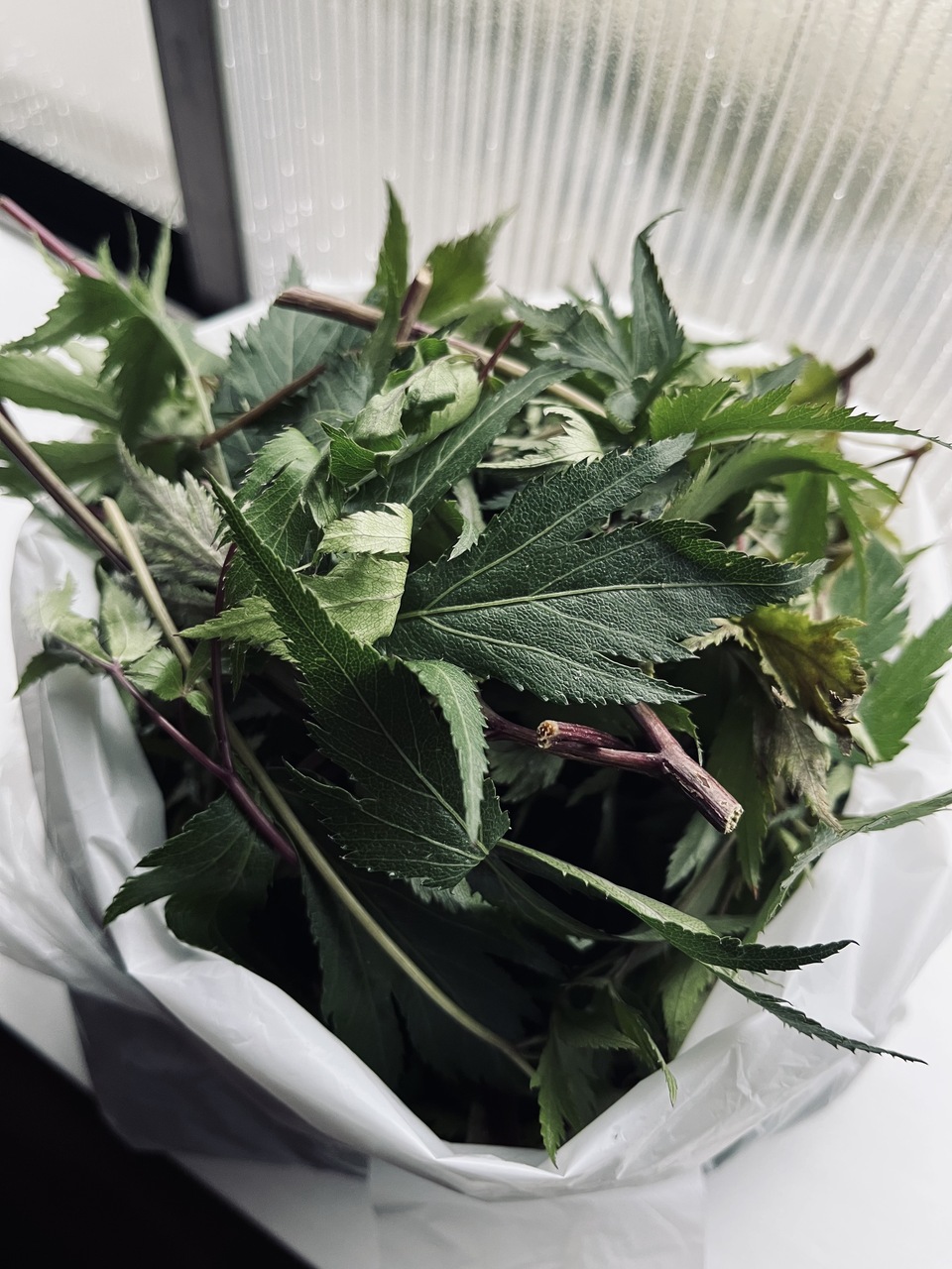 肌が喜ぶ食養生会 －春分の養生会－