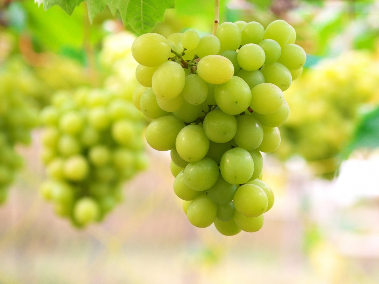 【浜田山】シャインマスカット狩り体験｜2025年9月6日(土)