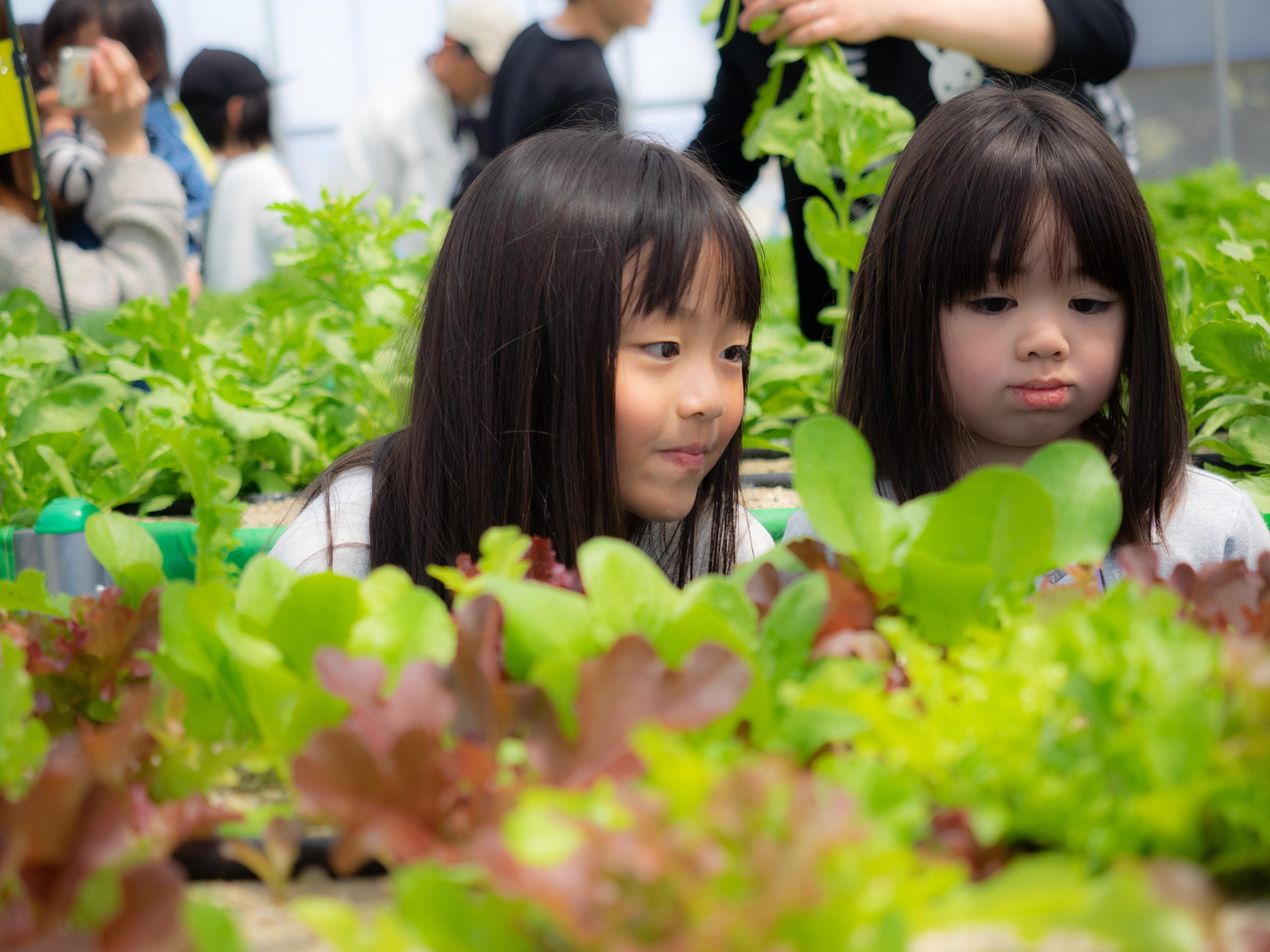 【農業体験】京都・京田辺クロスパーク　旬のお野菜5種類といちごの栽培＆収穫体験