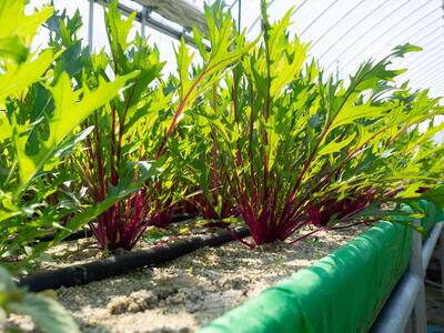 【農業体験】京都・京田辺クロスパーク　旬のお野菜5種類といちごの栽培＆収穫体験