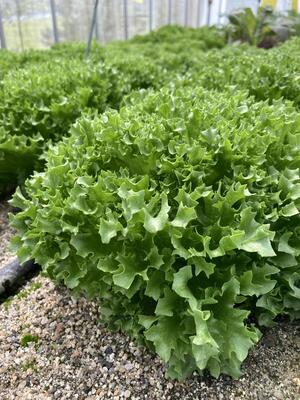 【農業体験】京都・京田辺クロスパーク　旬のお野菜5種類といちごの栽培＆収穫体験