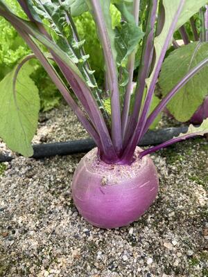 【農業体験】京都・京田辺クロスパーク　旬のお野菜5種類といちごの栽培＆収穫体験