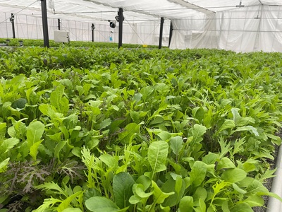 【農業体験】京都・京田辺クロスパーク　旬のお野菜5種類といちごの栽培＆収穫体験