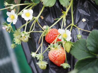 【農業体験】京都・京田辺クロスパーク　旬のお野菜5種類といちごの栽培＆収穫体験