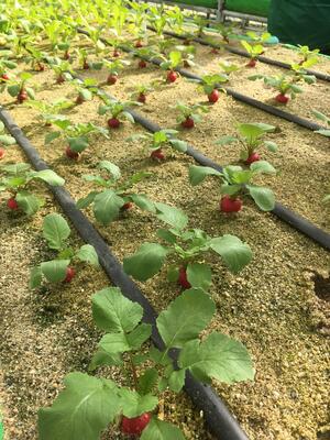 【農業体験】京都・京田辺クロスパーク　旬のお野菜5種類といちごの栽培＆収穫体験