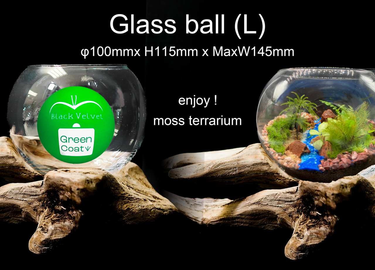 3種類の形のガラスケースから選べる苔テラリウムのワークショップ。