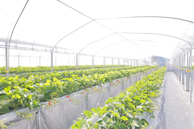 🚙現地まではお車でお越しください　（🐶愛犬同伴プラン）いちご狩り やちまた里山ファーム　1月～3月