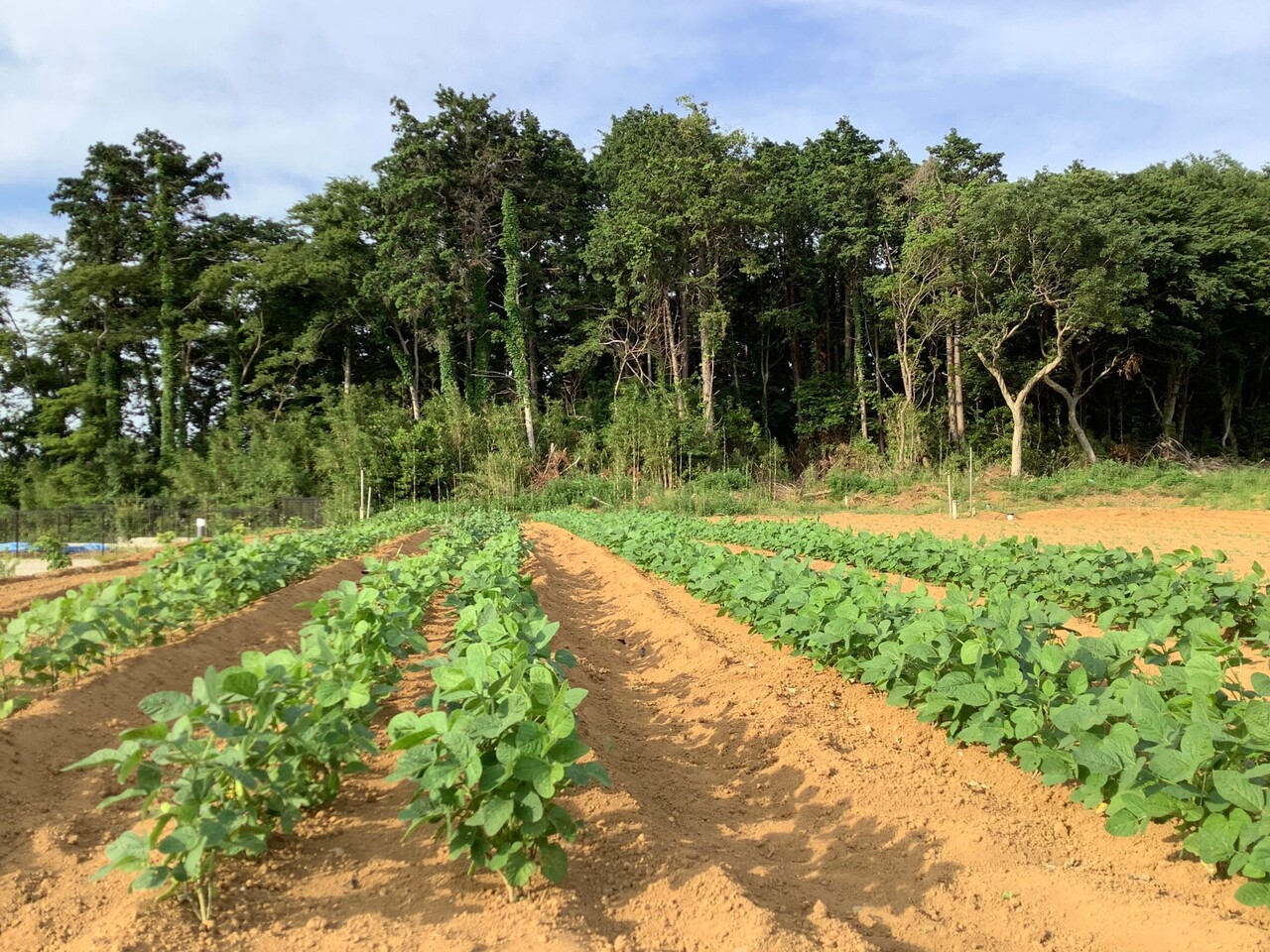 ゆあさ農園メニュー　🌱