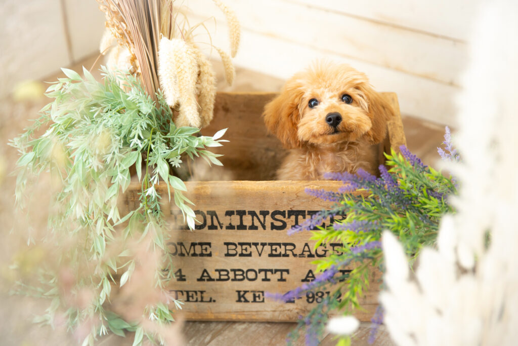 ペットフォト撮影のご予約