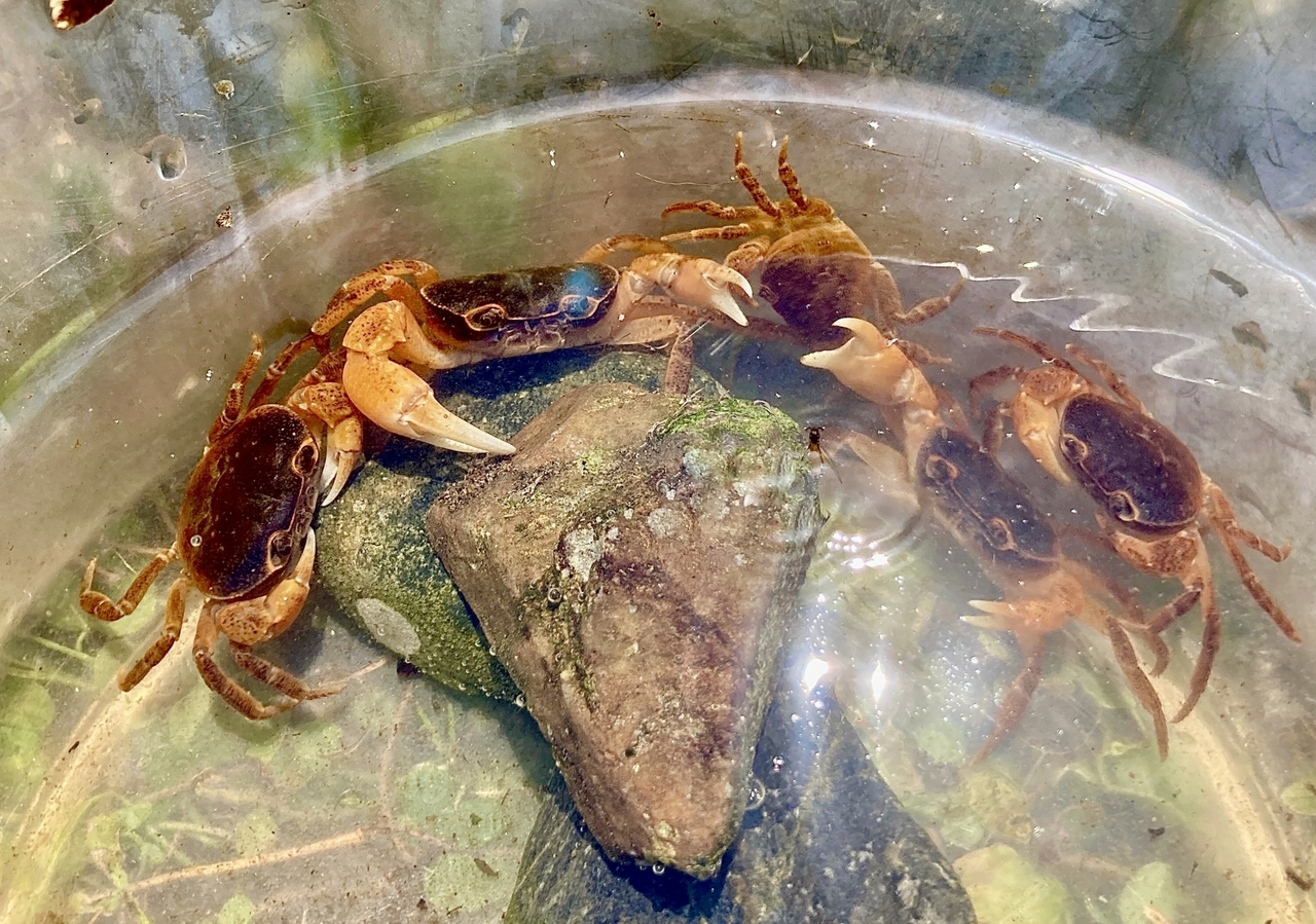 【大田区蒲田】サワガニ体験｜2025年7月21日(月祝)