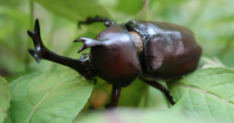 カブトムシ アーケード] 甲虫王者ムシキング - 猛進の犀 VS 熱帯の森