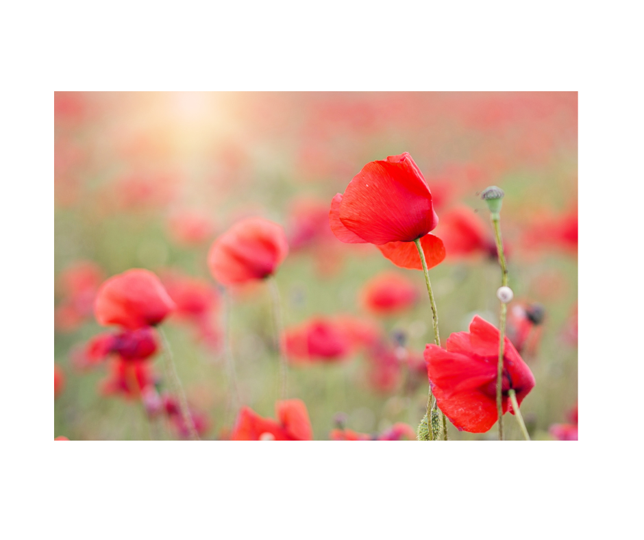 【90分オンラインセッション】