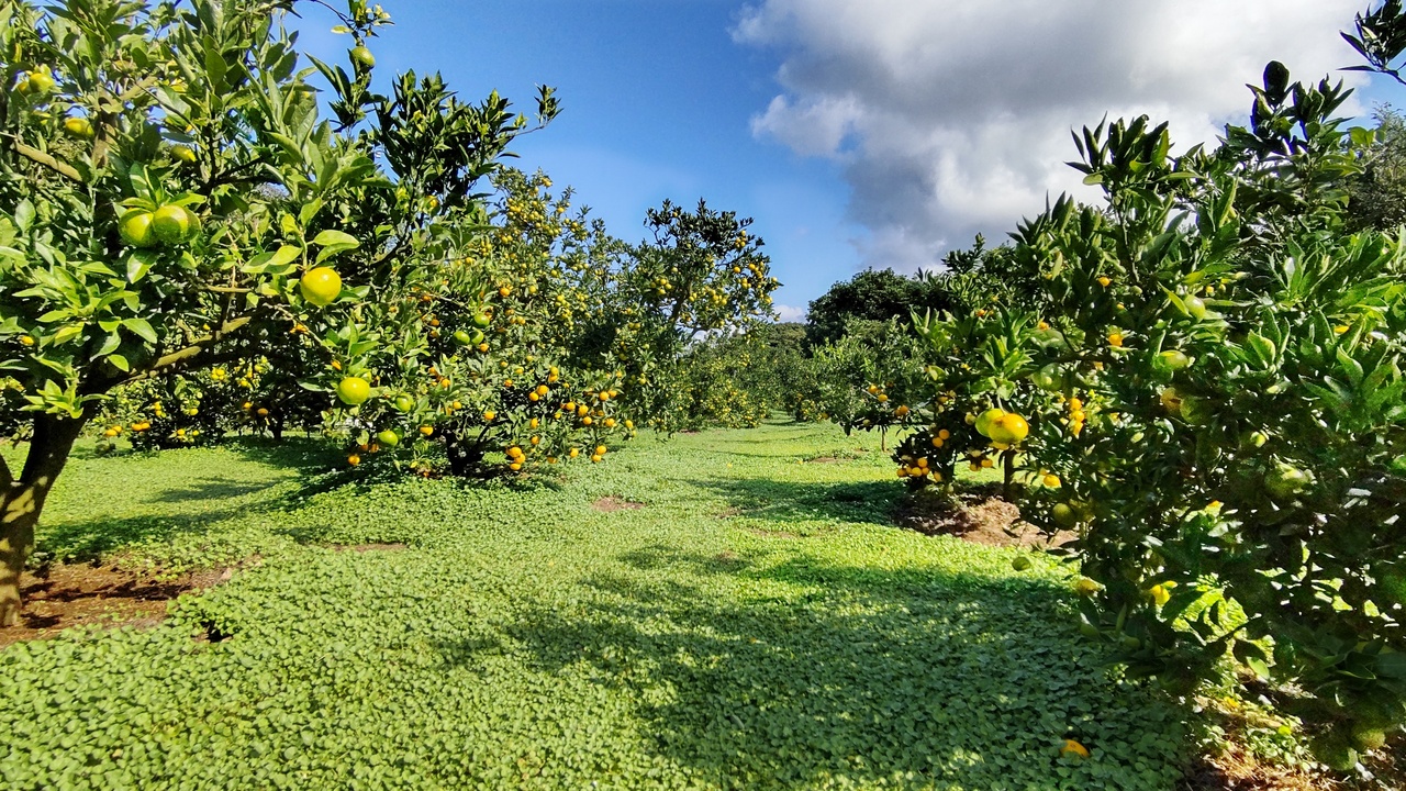 みかん狩り情報2025