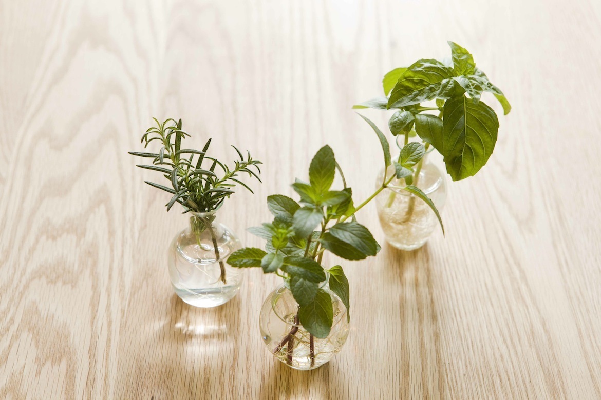 たなか やすこ「眺めて楽しい室内菜園」