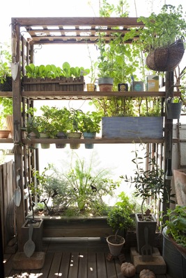 たなか やすこ「眺めて楽しい室内菜園」