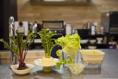 たなか やすこ「眺めて楽しい室内菜園」