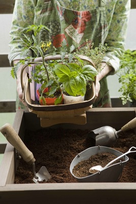 たなか やすこ「眺めて楽しい室内菜園」