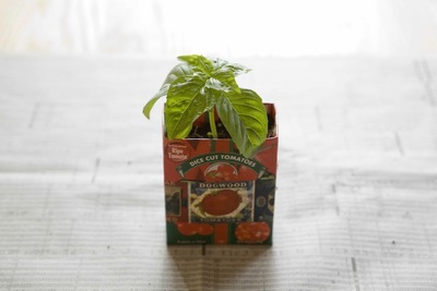 たなか やすこ「眺めて楽しい室内菜園」