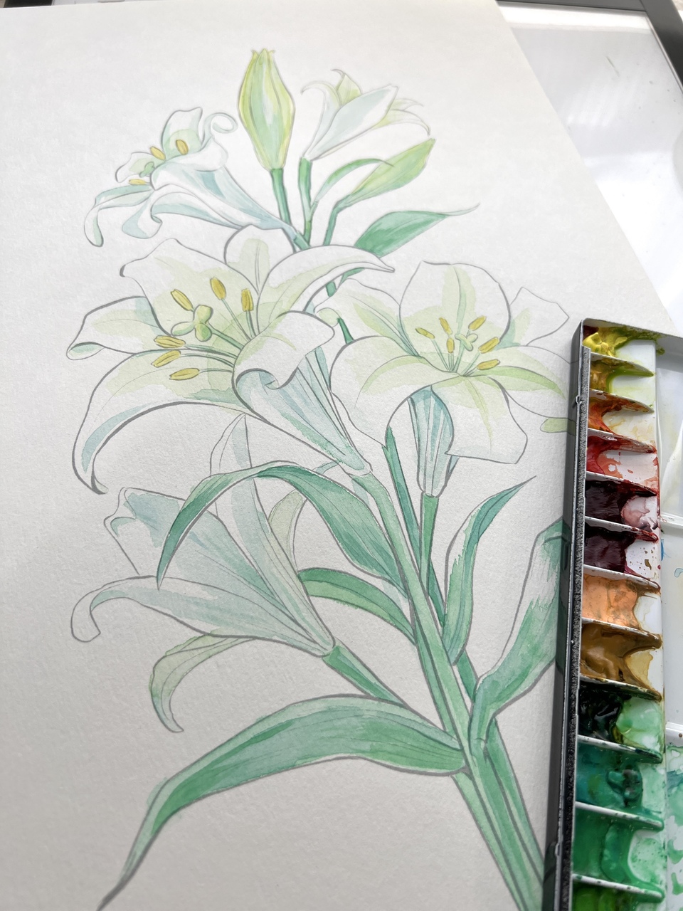 漫画家、葛屋カツキと一緒にユリの花を描こう！（要予約）