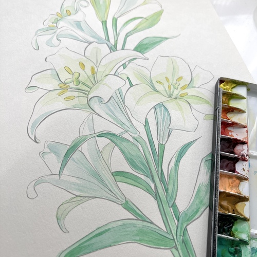 漫画家、葛屋カツキと一緒にユリの花を描こう！（要予約）