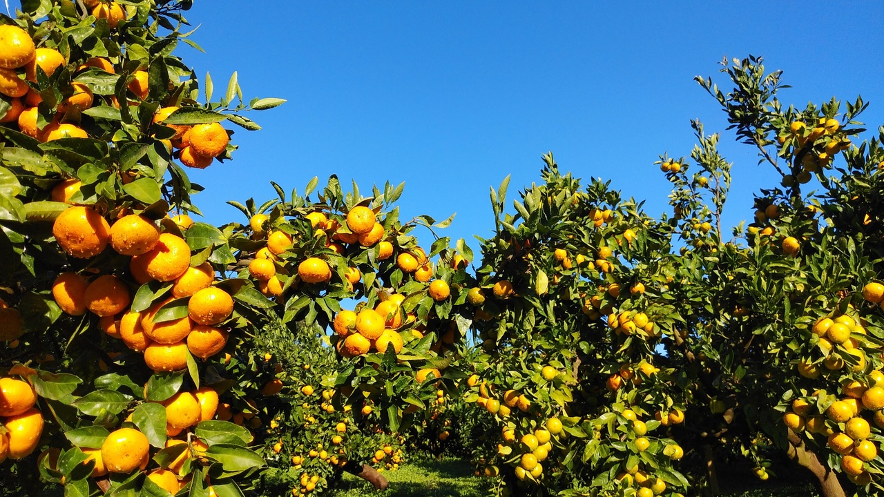 Mikan Picking Information 2025