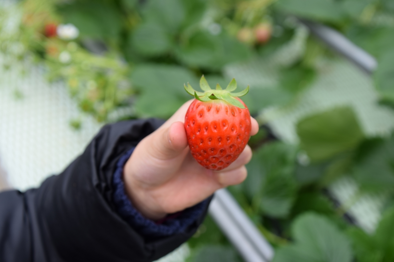 【北区王子】本格いちご狩り体験｜2021年1月10日(日)