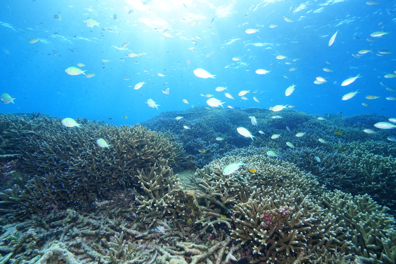 DNAシフトセラピー　カウンセリング予約受付ページ