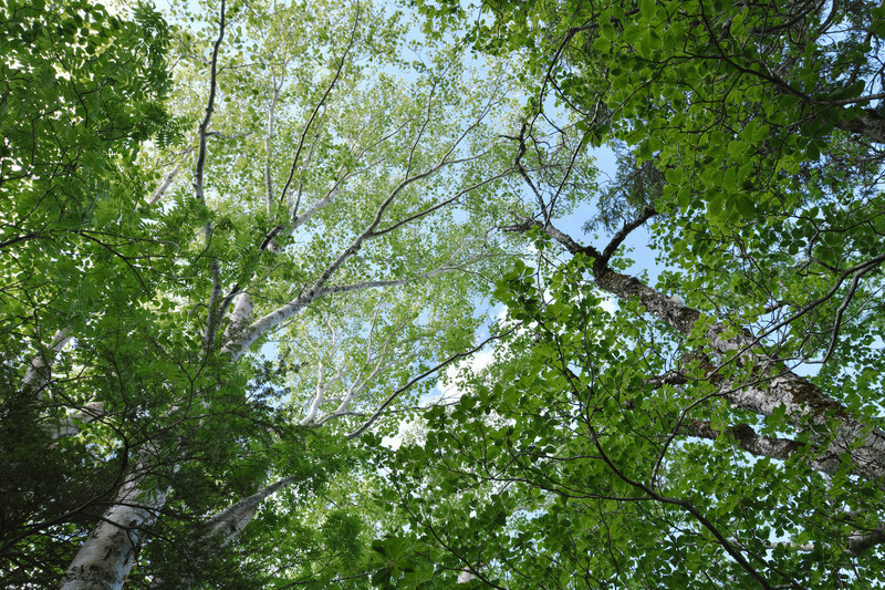カウンセリングモニター