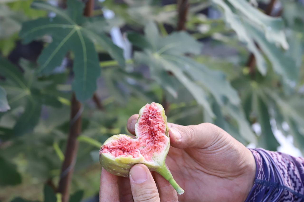 《サポーター会員限定》いちじく狩り