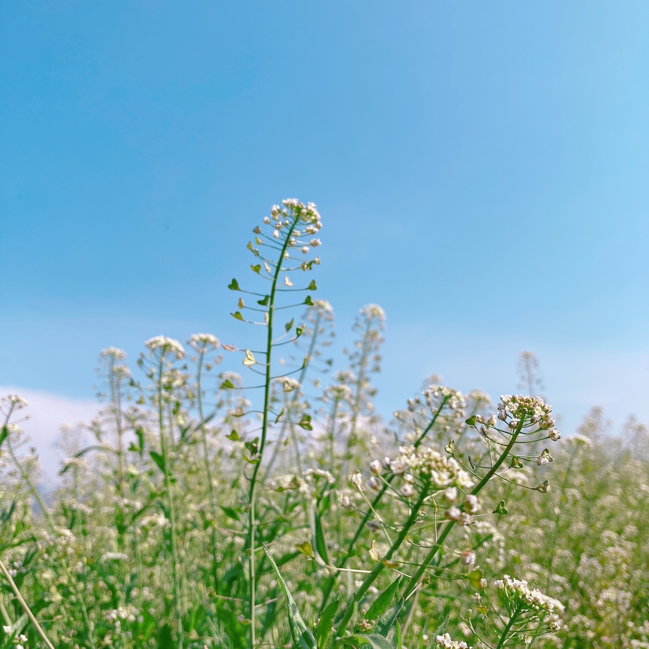 ヒーリングセッション🕊４０分コース