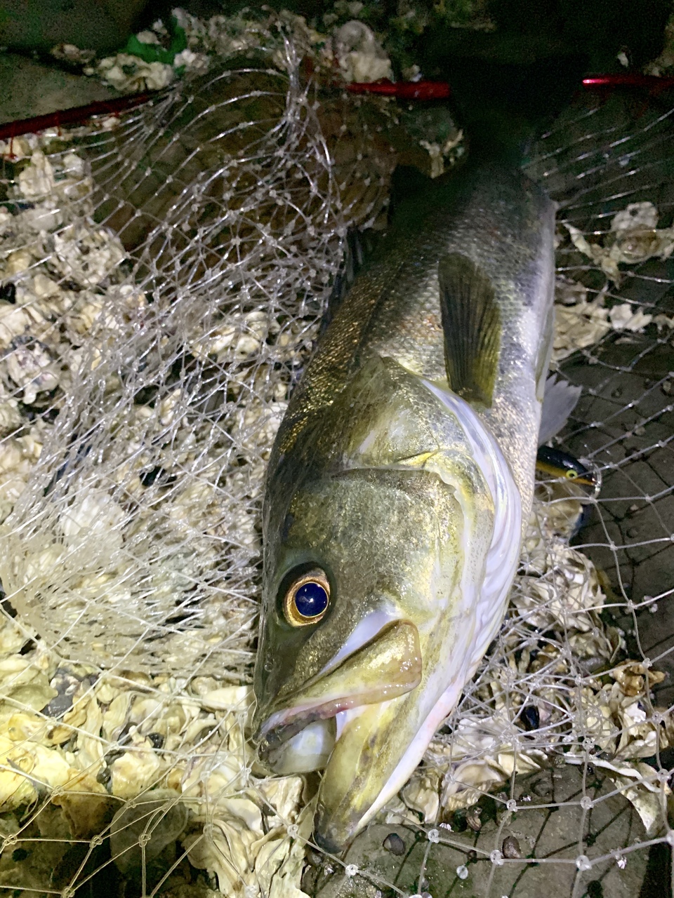 東京湾おかっぱりシーバス　フィールドガイド（ガイド名イッシー）