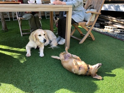 ペットのお預かり予約2