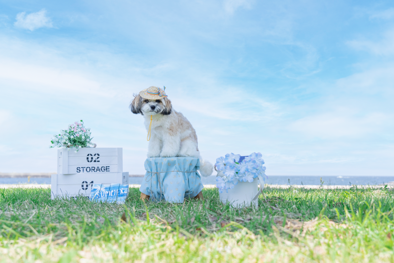 🐶海撮影会