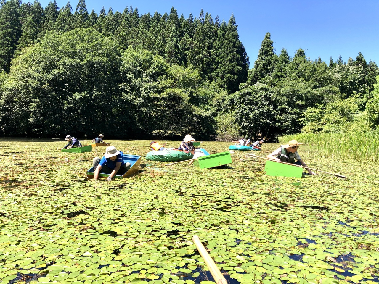 じゅんさい採り体験（山形県酒田市大沢地区）