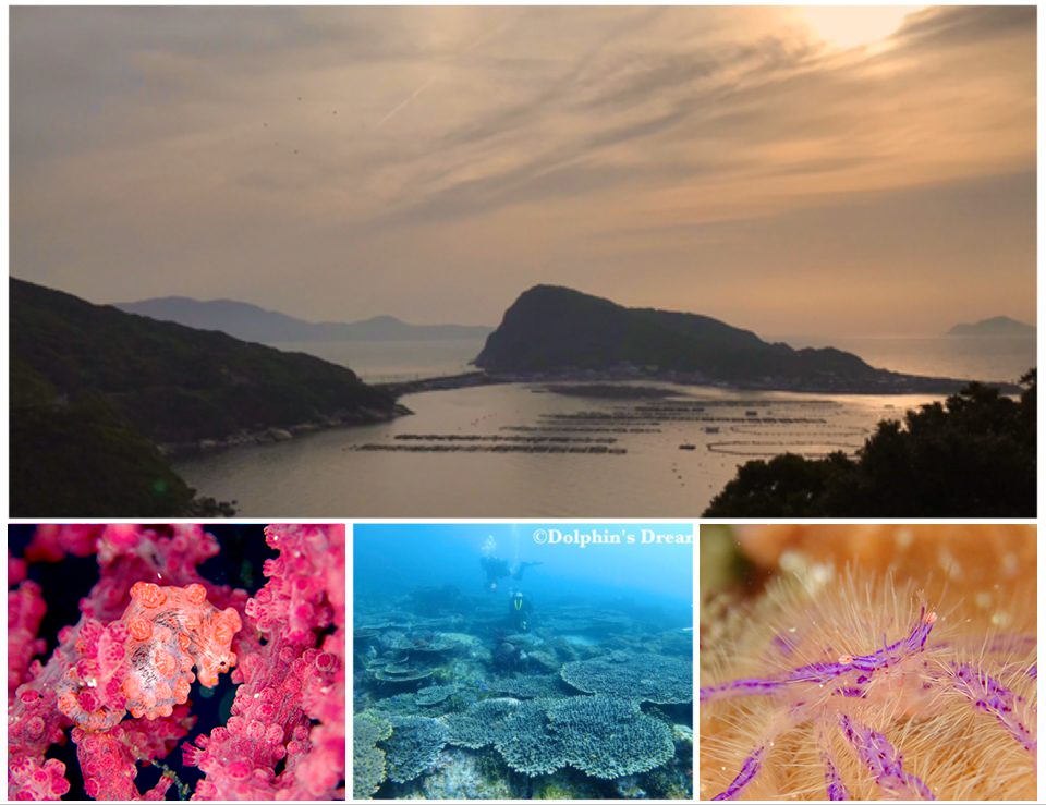 ５月３日(水・祝)発 “足摺宇和海国立公園に潜る！” 四国西南端・高知 柏島ツアー(５日間) ＦＤ