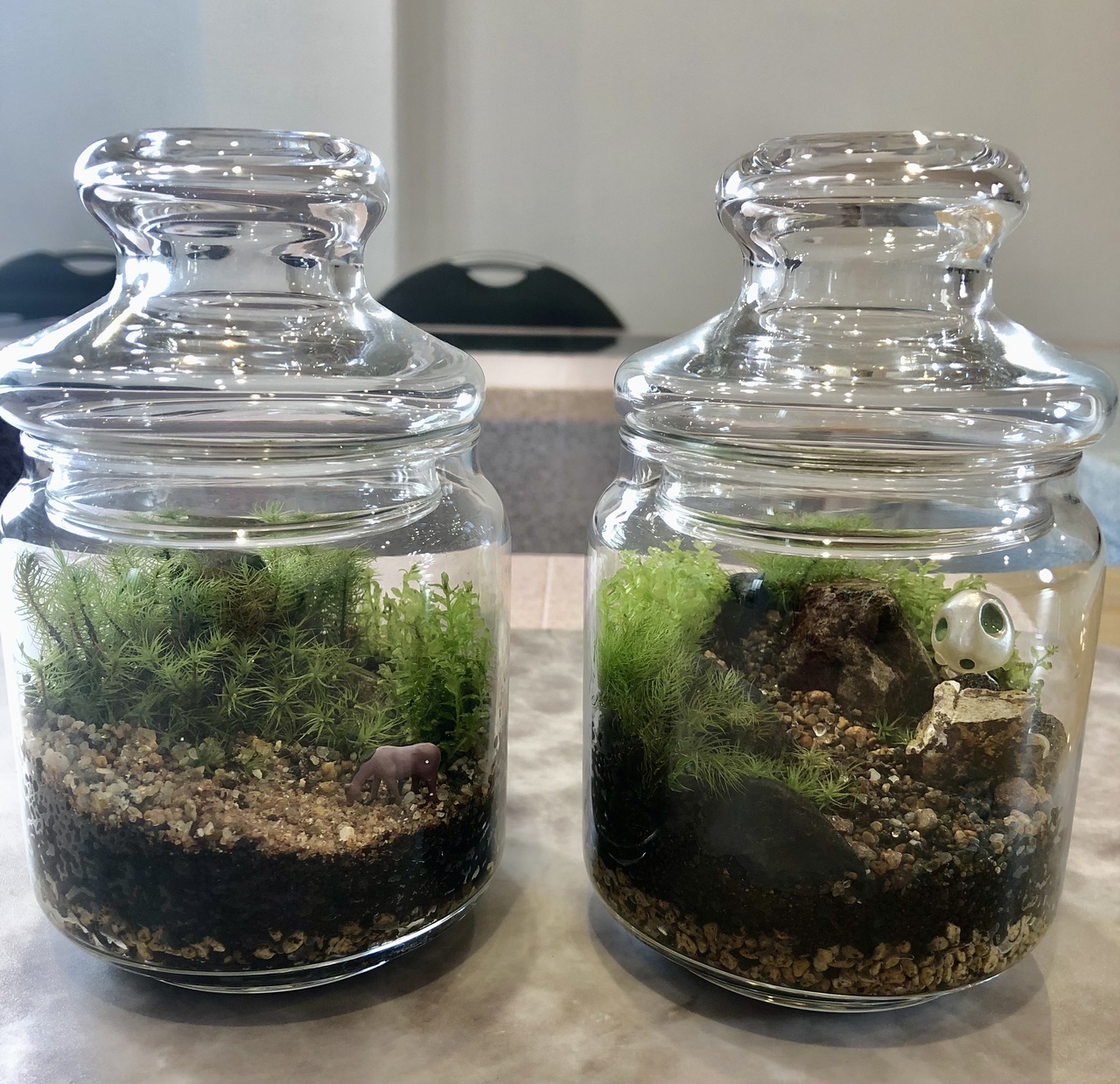 苔テラリウムmoss-heart教室