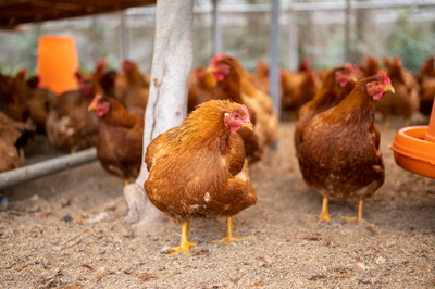 ＼ ネット注文 ／