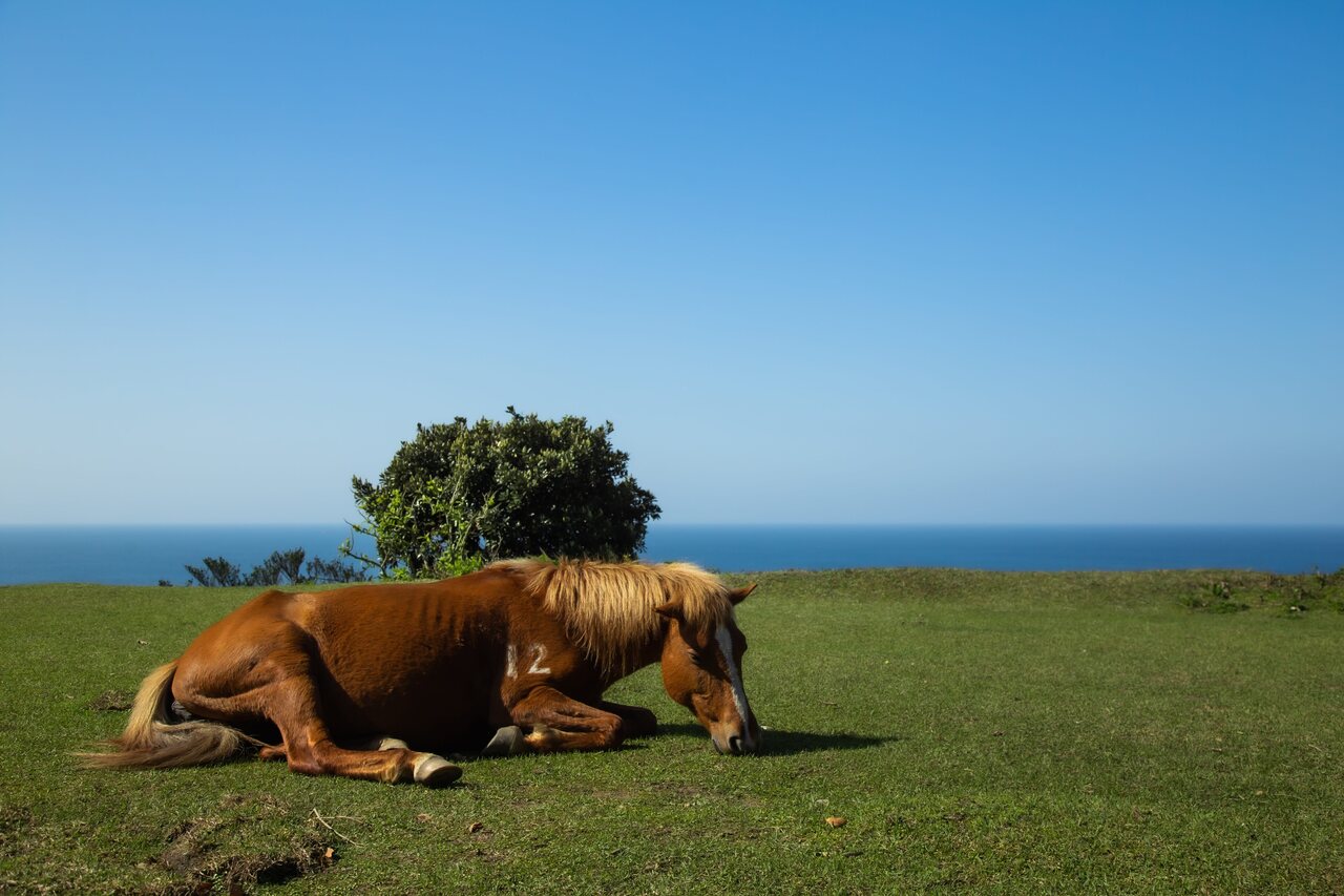 キャンプ宿泊サイトNo.1指定