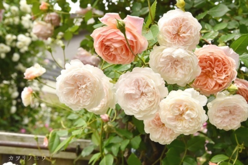 新サービスのお試し説明会