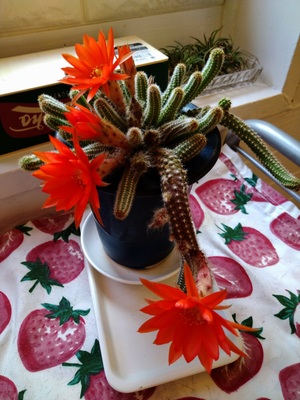 美容室の予約、受付は、こちら