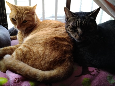 美容室の予約、受付は、こちら