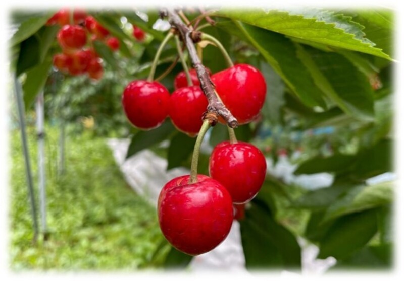 山形・駅たびコンシェルジュ山形スタッフと行く！さくらんぼ狩りと山寺散策♪