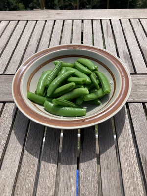 自然生（じねんじょう）の収穫・調理体験