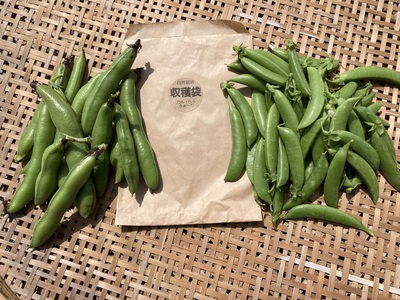 自然生（じねんじょう）の収穫・調理体験