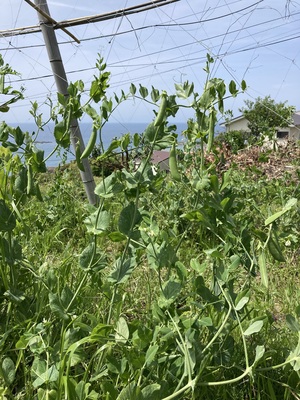 自然生（じねんじょう）の収穫・調理体験