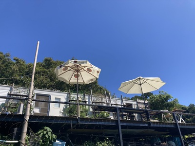 自然生（じねんじょう）の収穫・調理体験