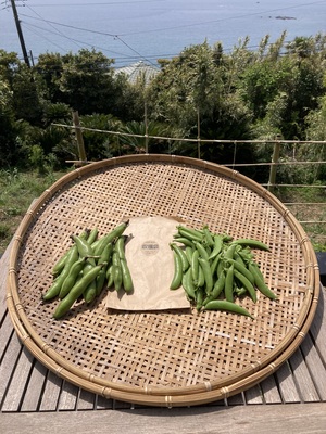 自然生（じねんじょう）の収穫・調理体験