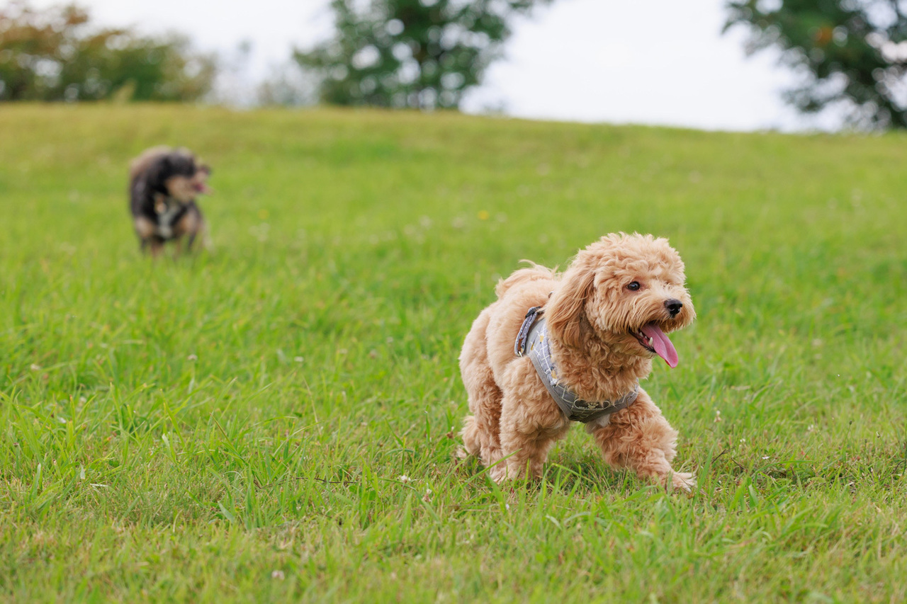 ペットのお預かり予約1